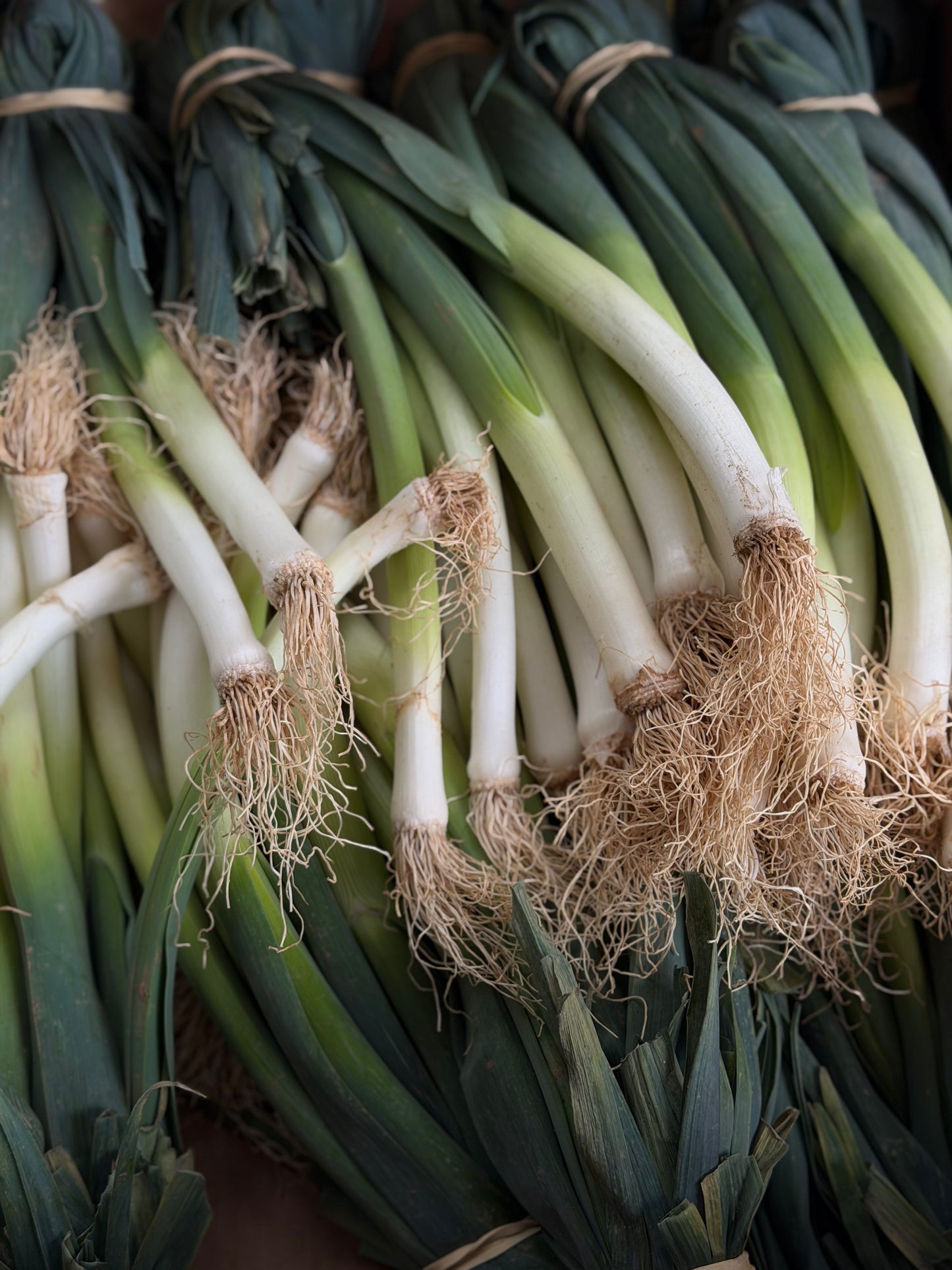 Organic Baby Leeks - UK