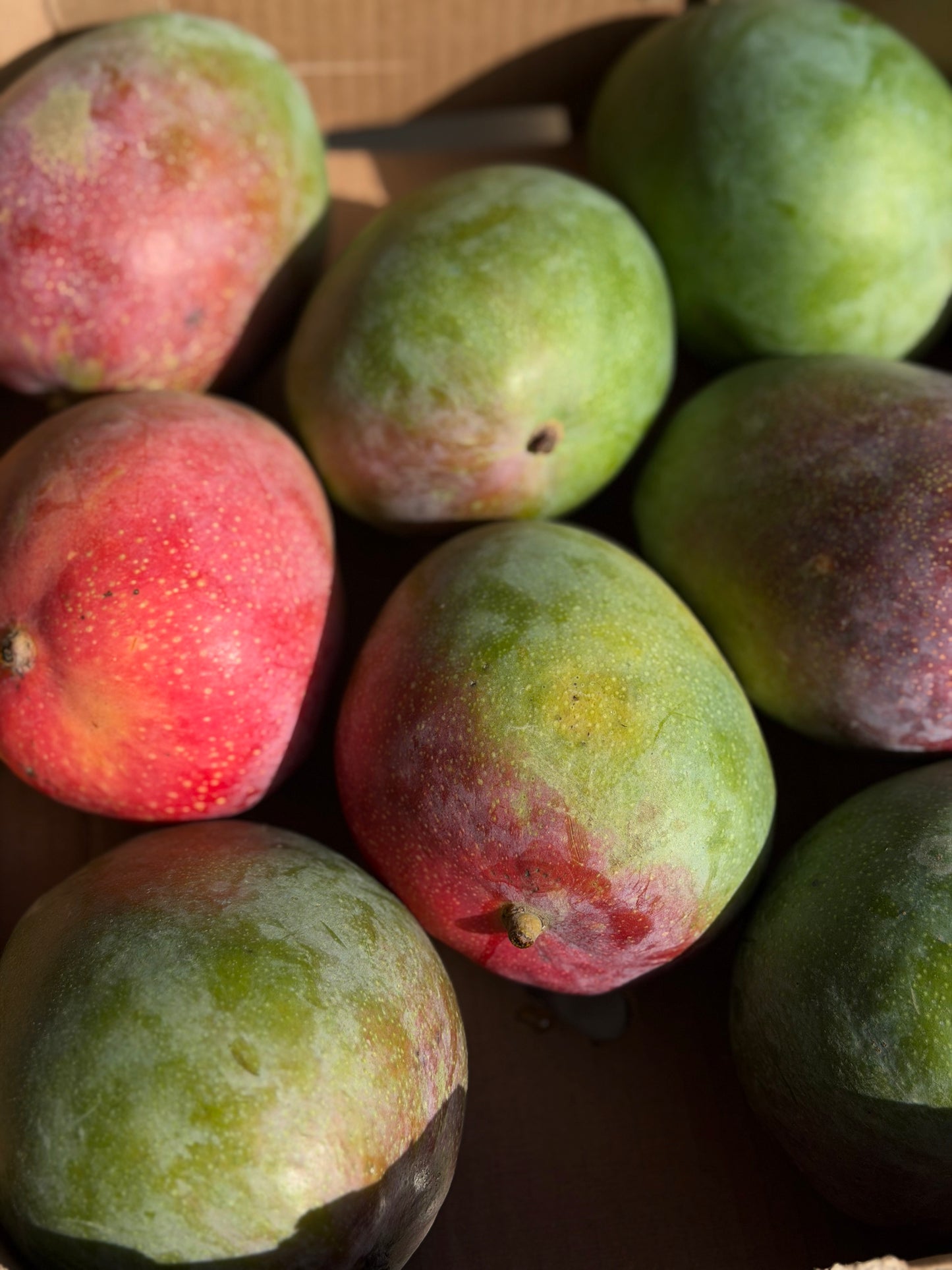 Organic Osteen Mangoes
