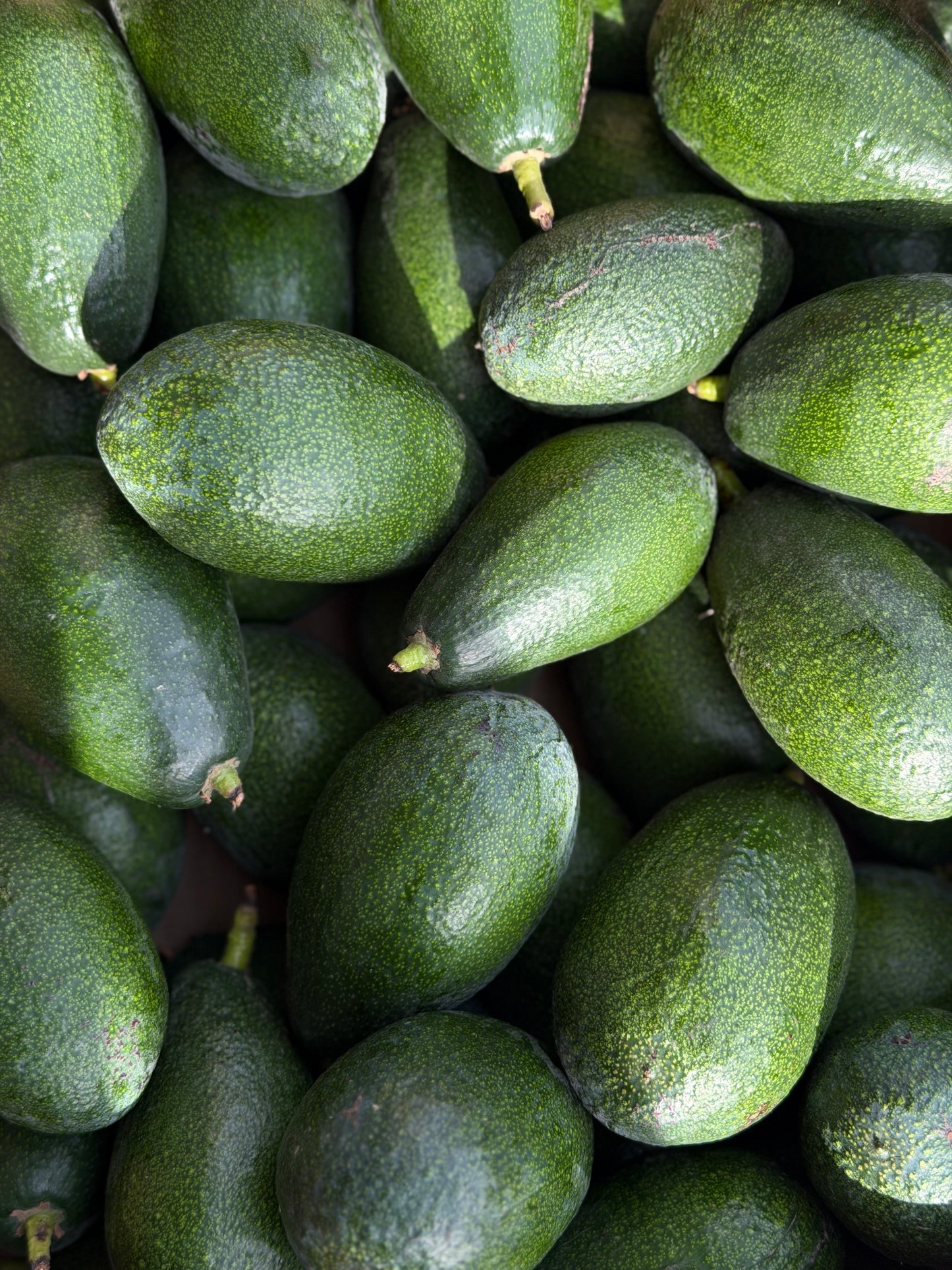 Organic Bacon Avocados