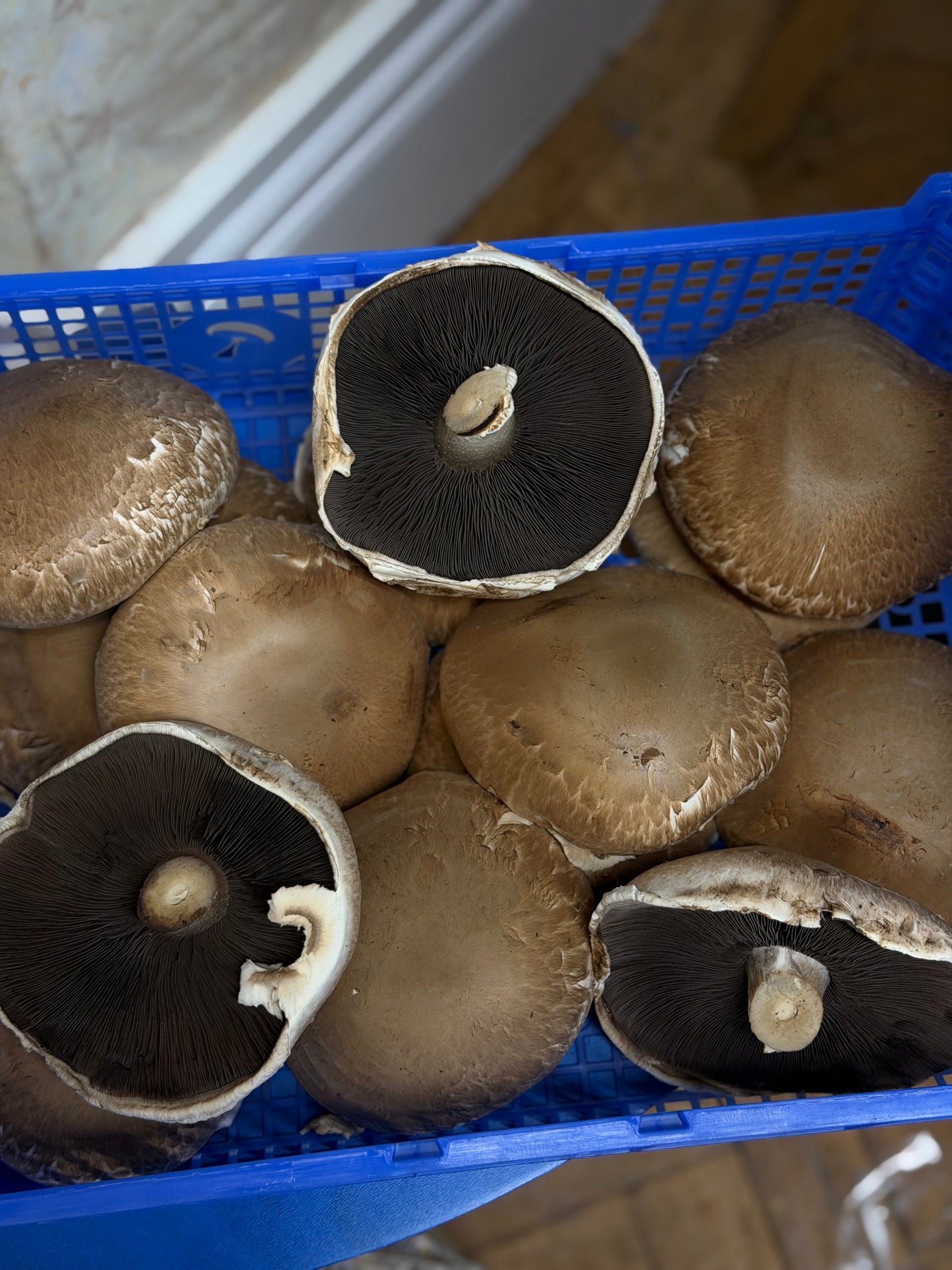 Organic Portobello Mushrooms