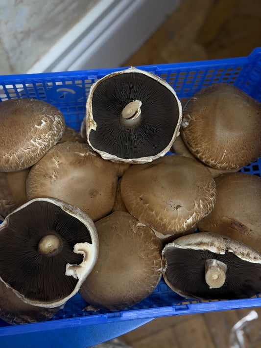 Organic Portobello Mushrooms