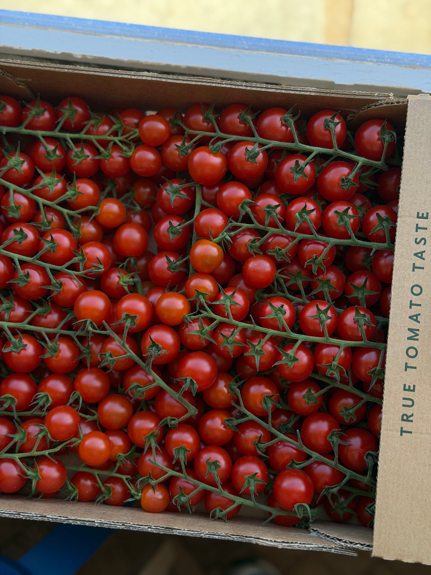 Organic Isle of Wight Cherry Vine Tomatoes - UK