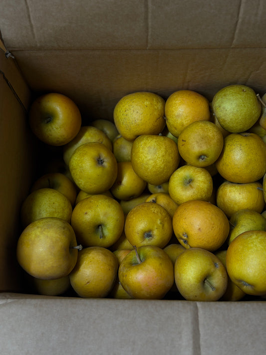 Organic Russet Apples - UK