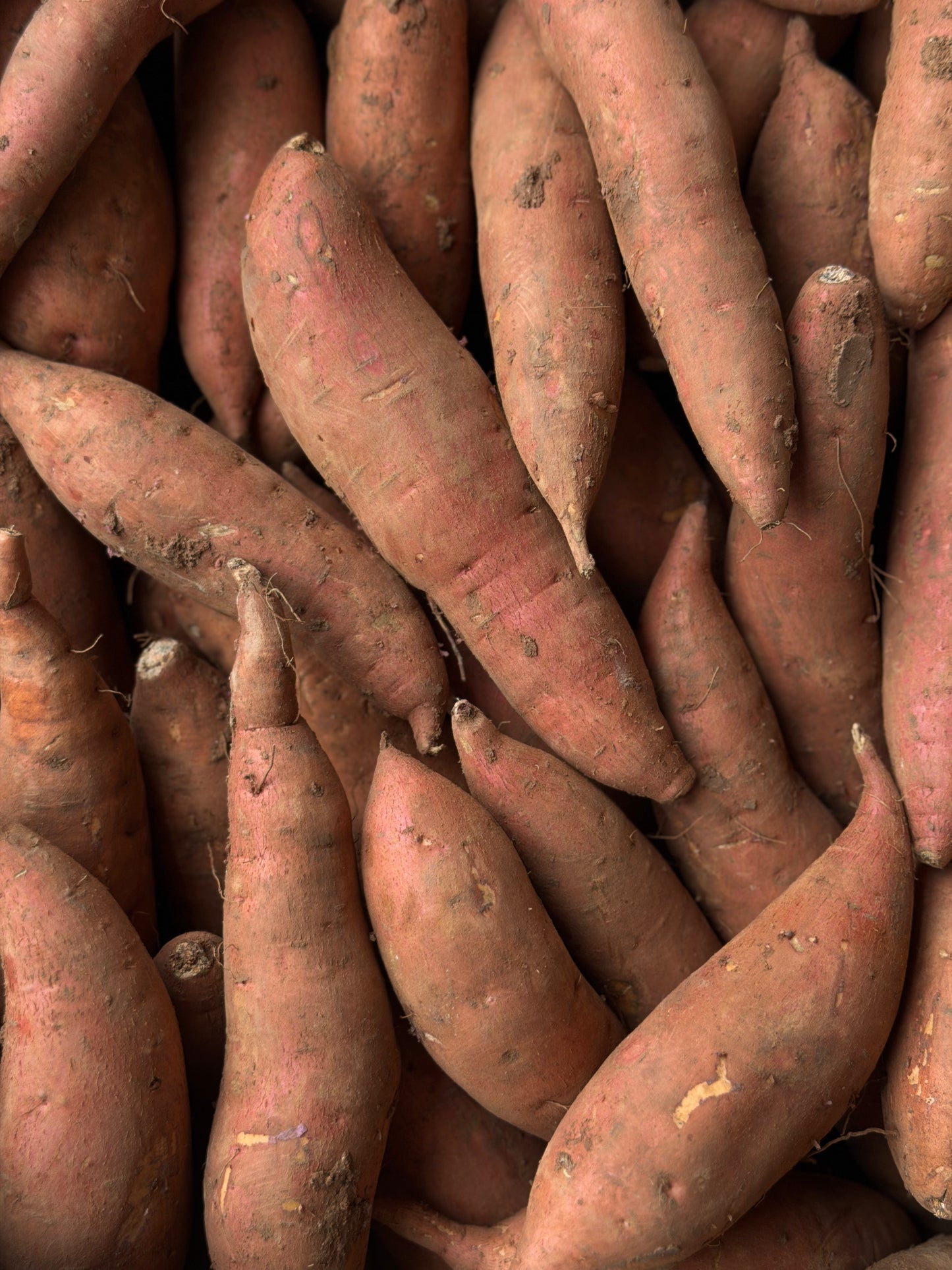 Organic Sweet Potatoes