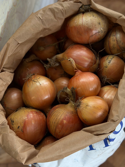 Organic Yellow Onions - UK