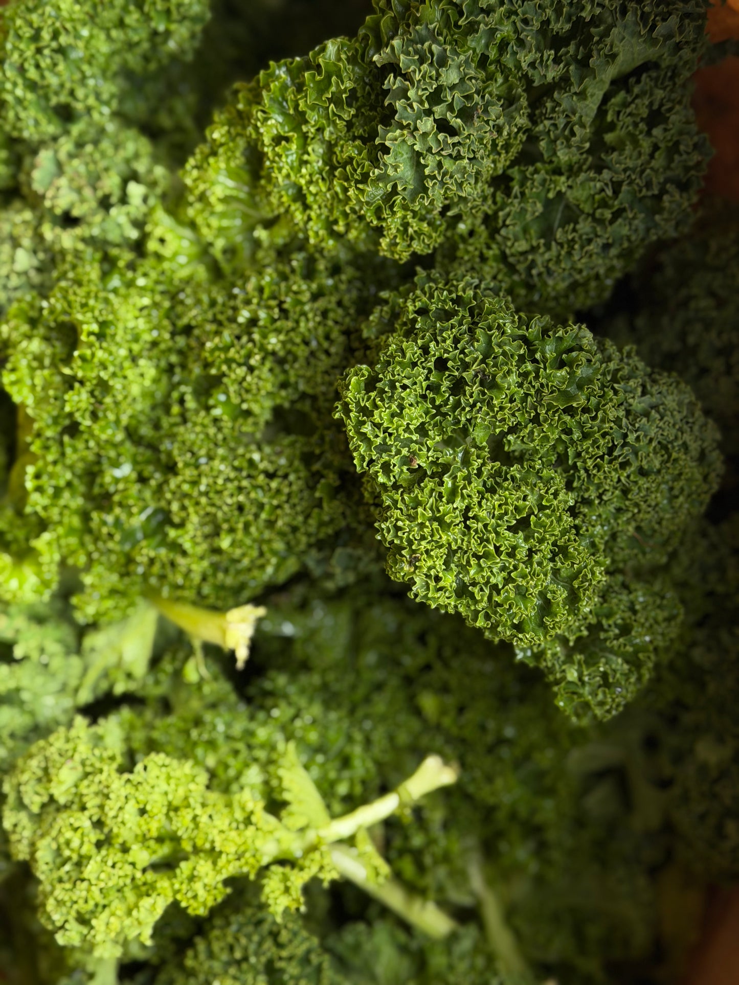 Organic Green Kale - UK