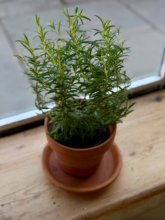 Organic Rosemary - UK