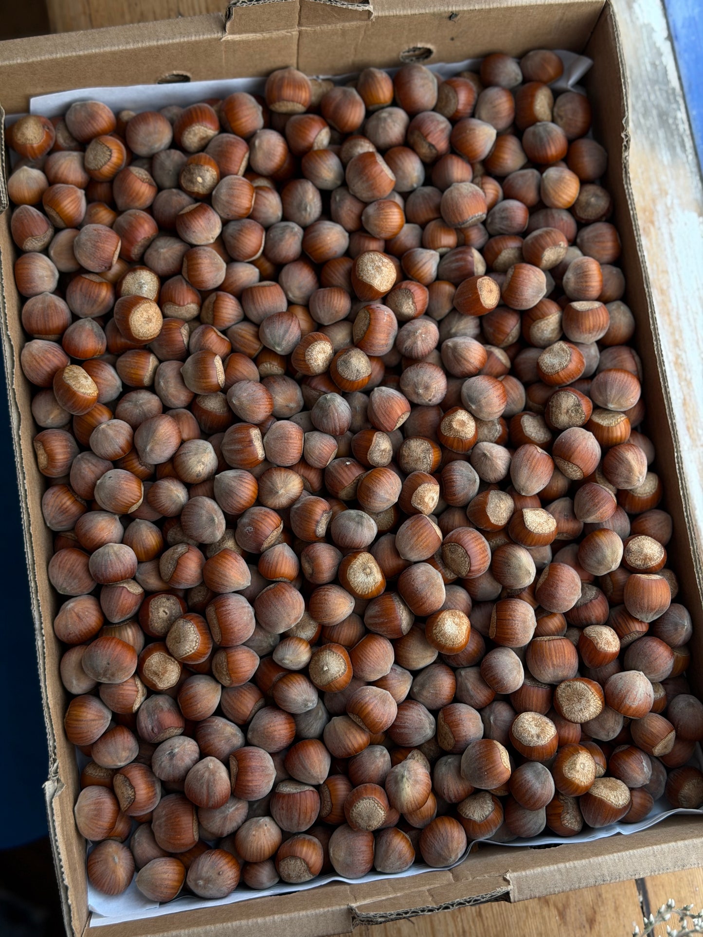 Organic Hazelnuts