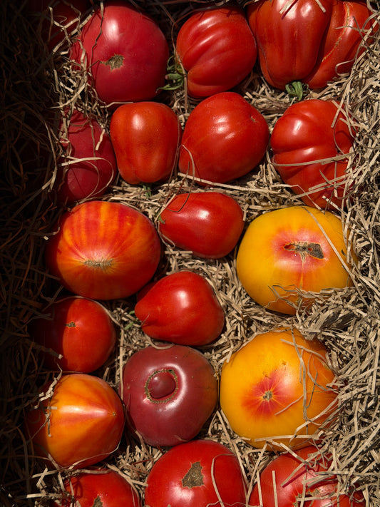 Organic Heirloom Tomatoes - UK