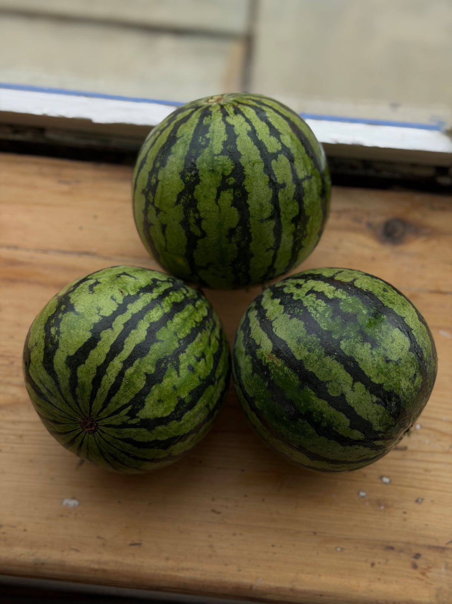 Organic Mini Watermelon