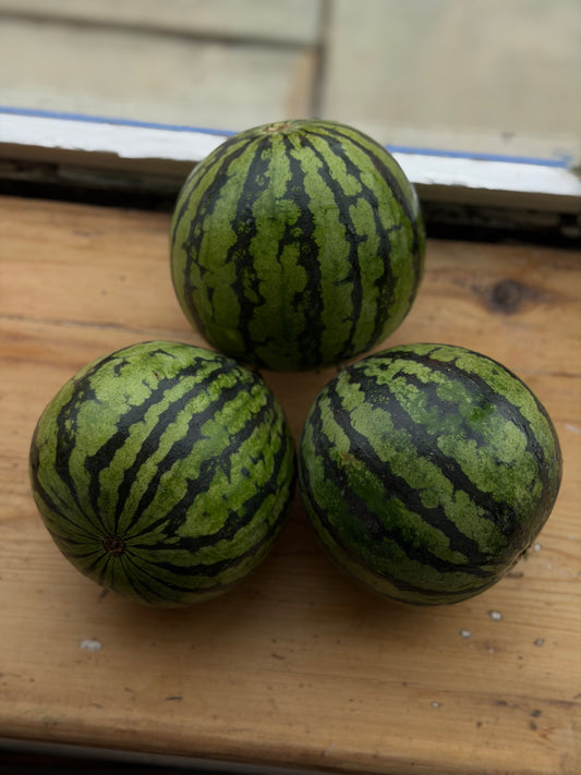 Organic Mini Watermelon
