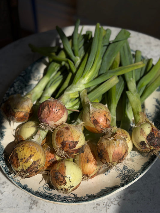 Organic Green Onions with Tops - UK