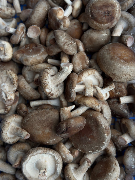 Organic Shiitake Mushrooms