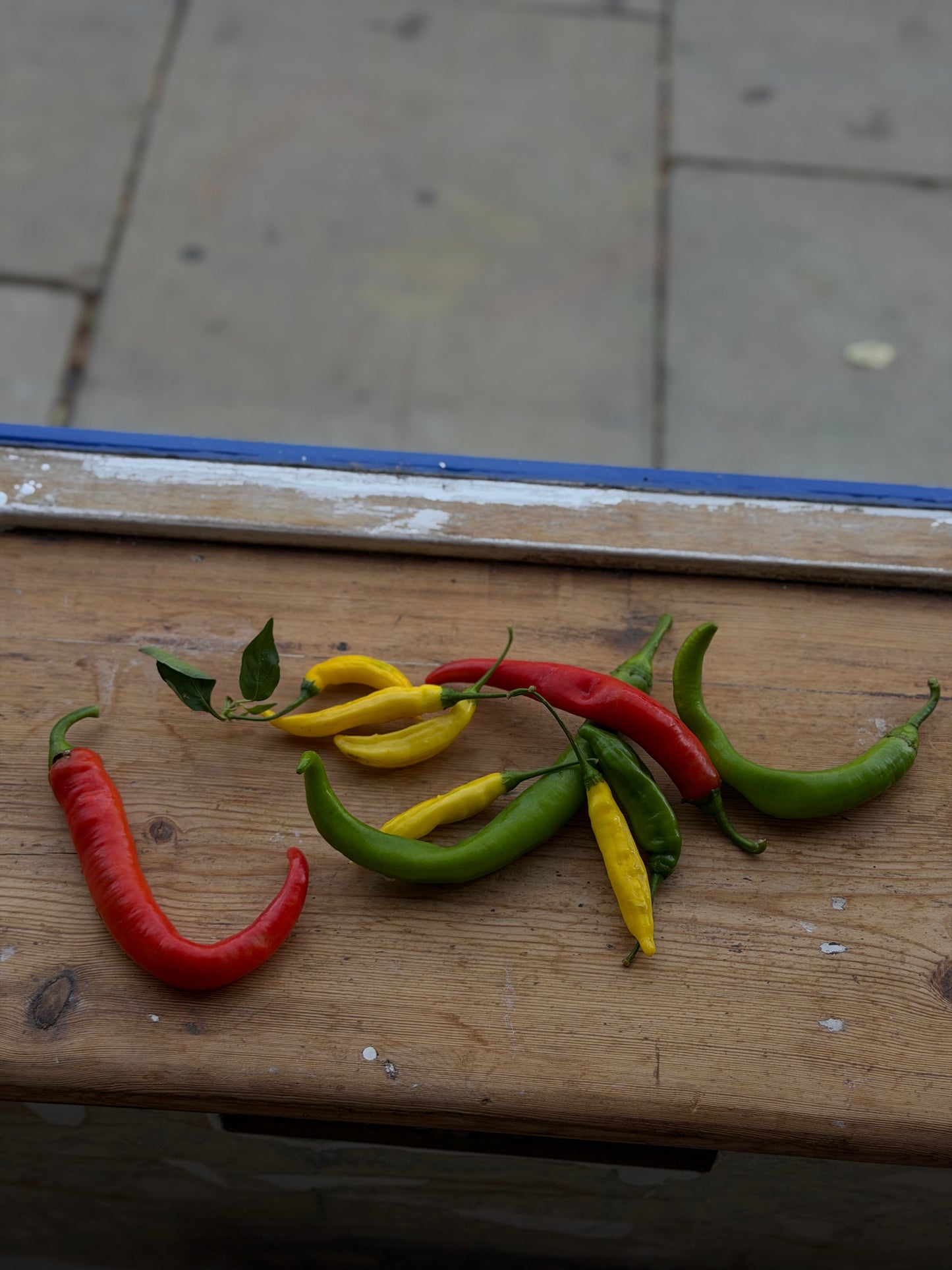 Organic Mixed Chillies - UK