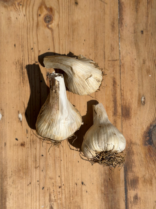 Organic IoW Maddock Garlic - UK
