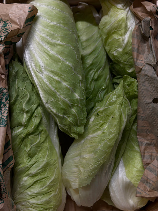 Organic Sugarloaf Chicory