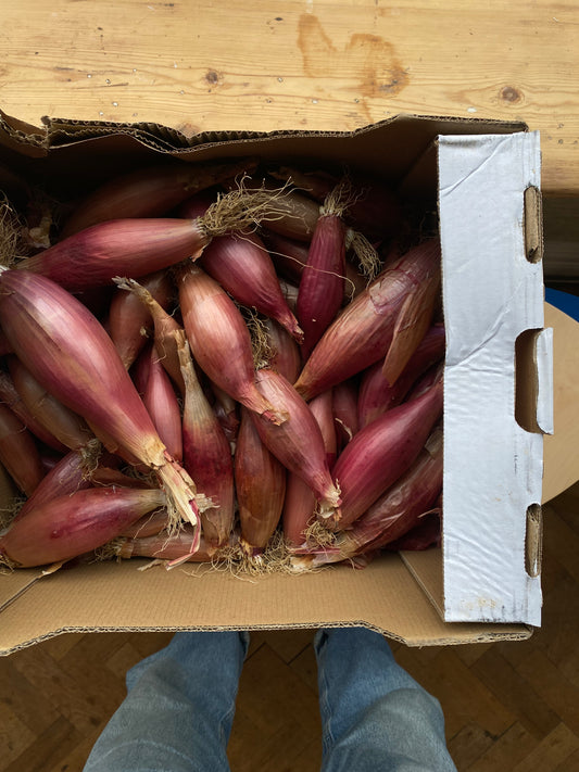 Organic Banana Shallots - UK