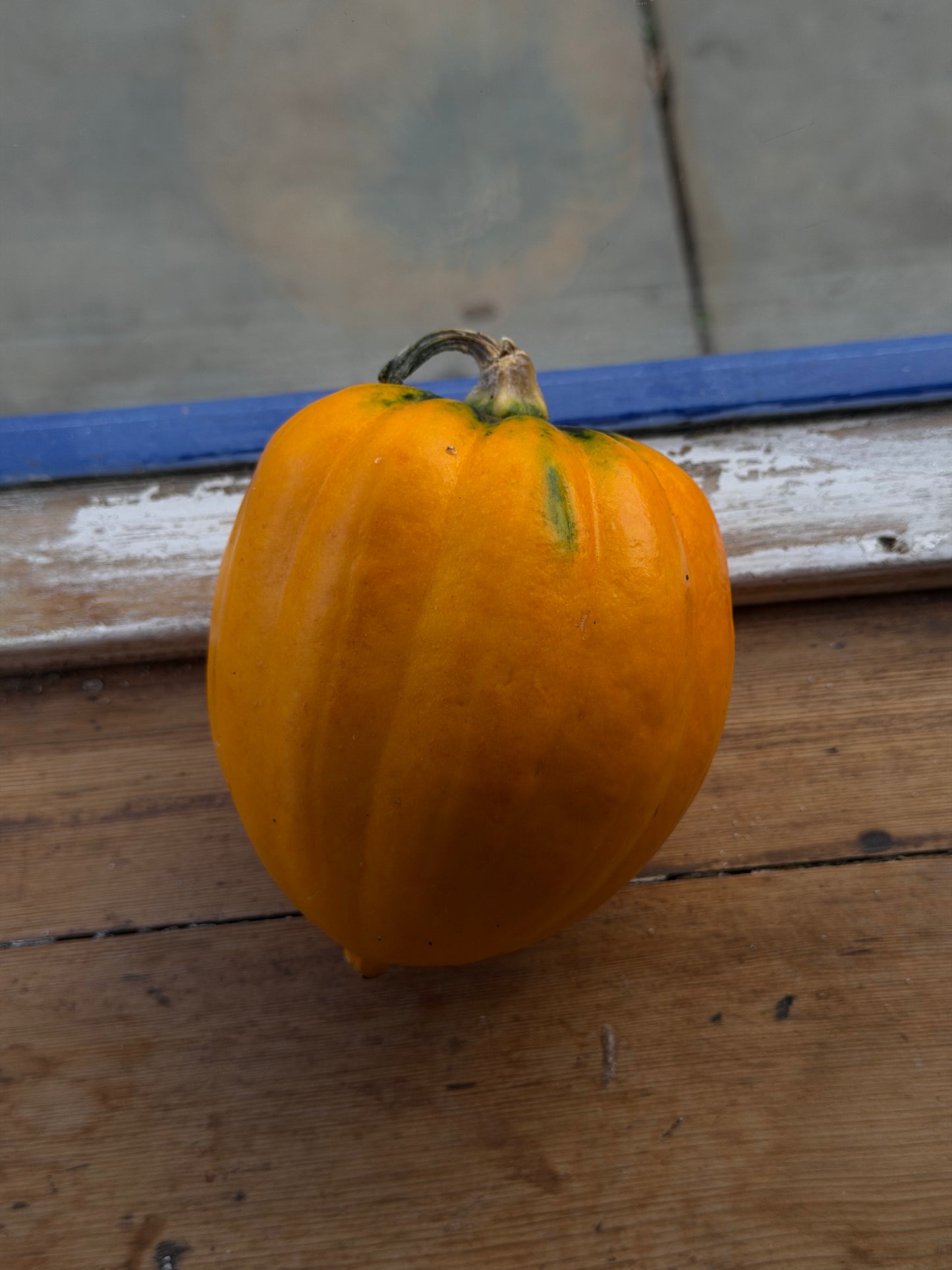 Organic Tablegold Squash - UK
