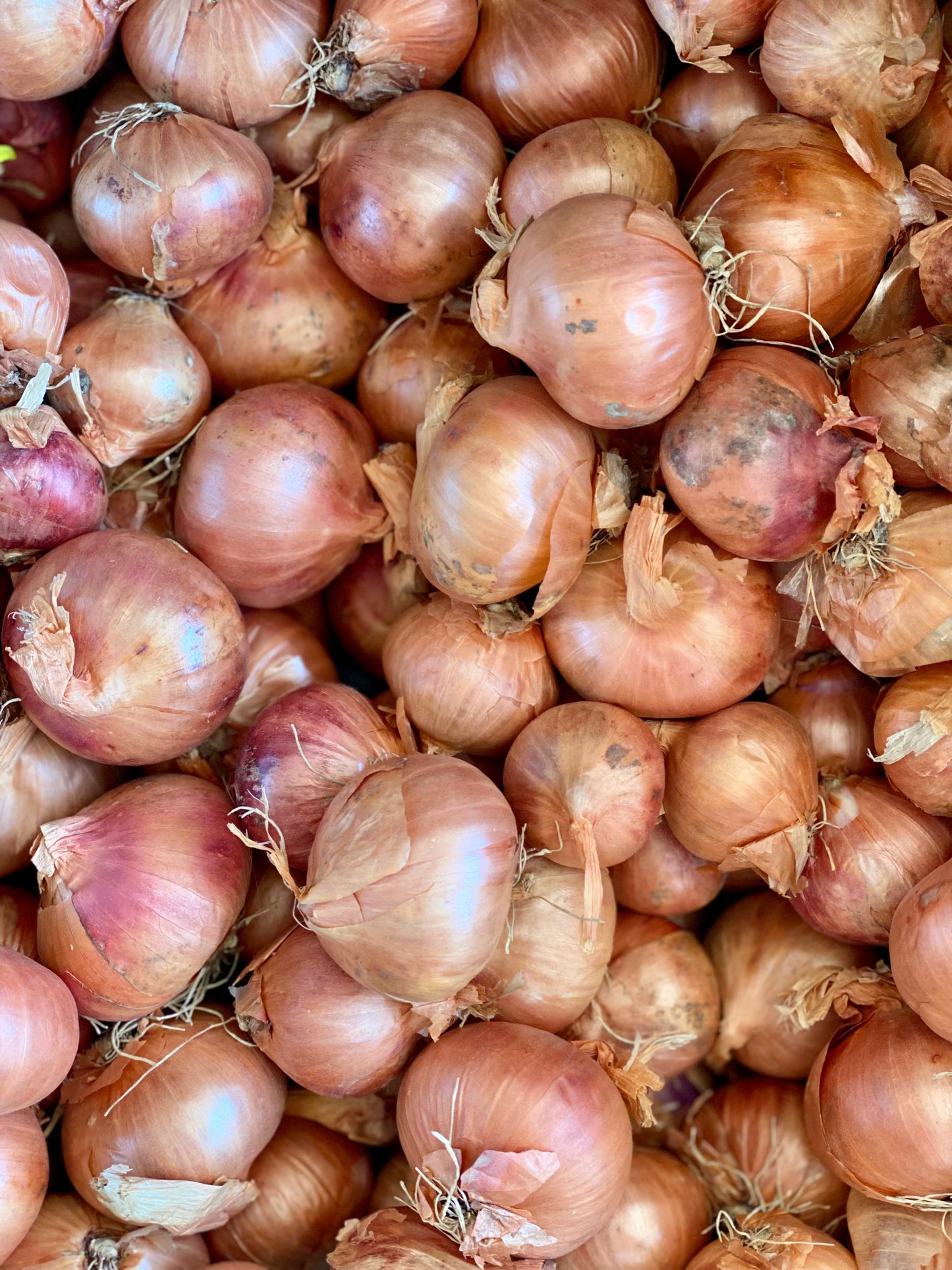 Organic Banana Shallots - UK