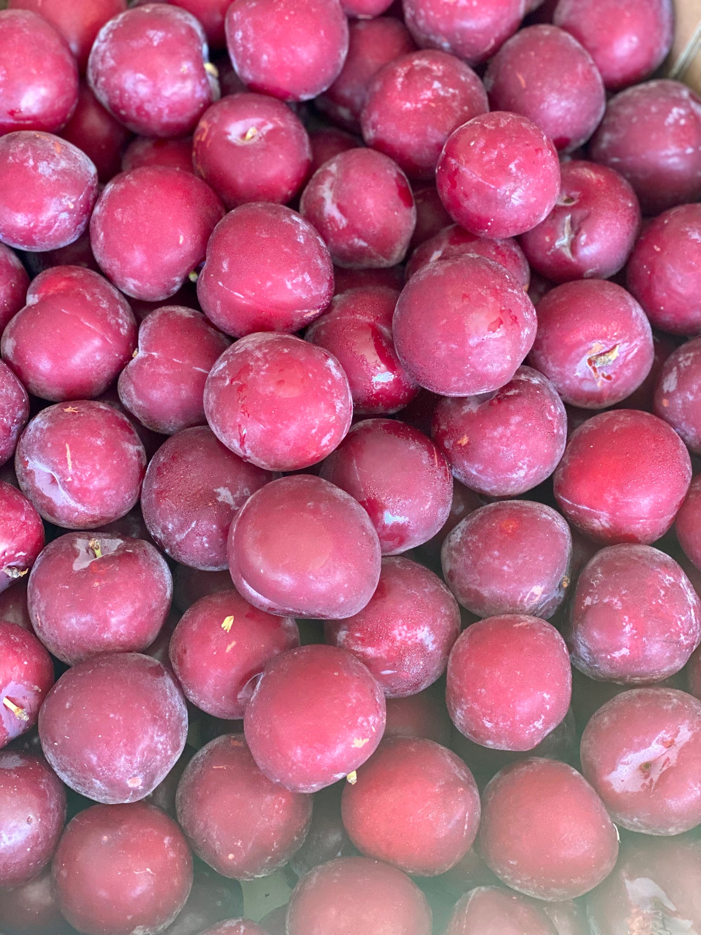 Organic Opal Plums - UK