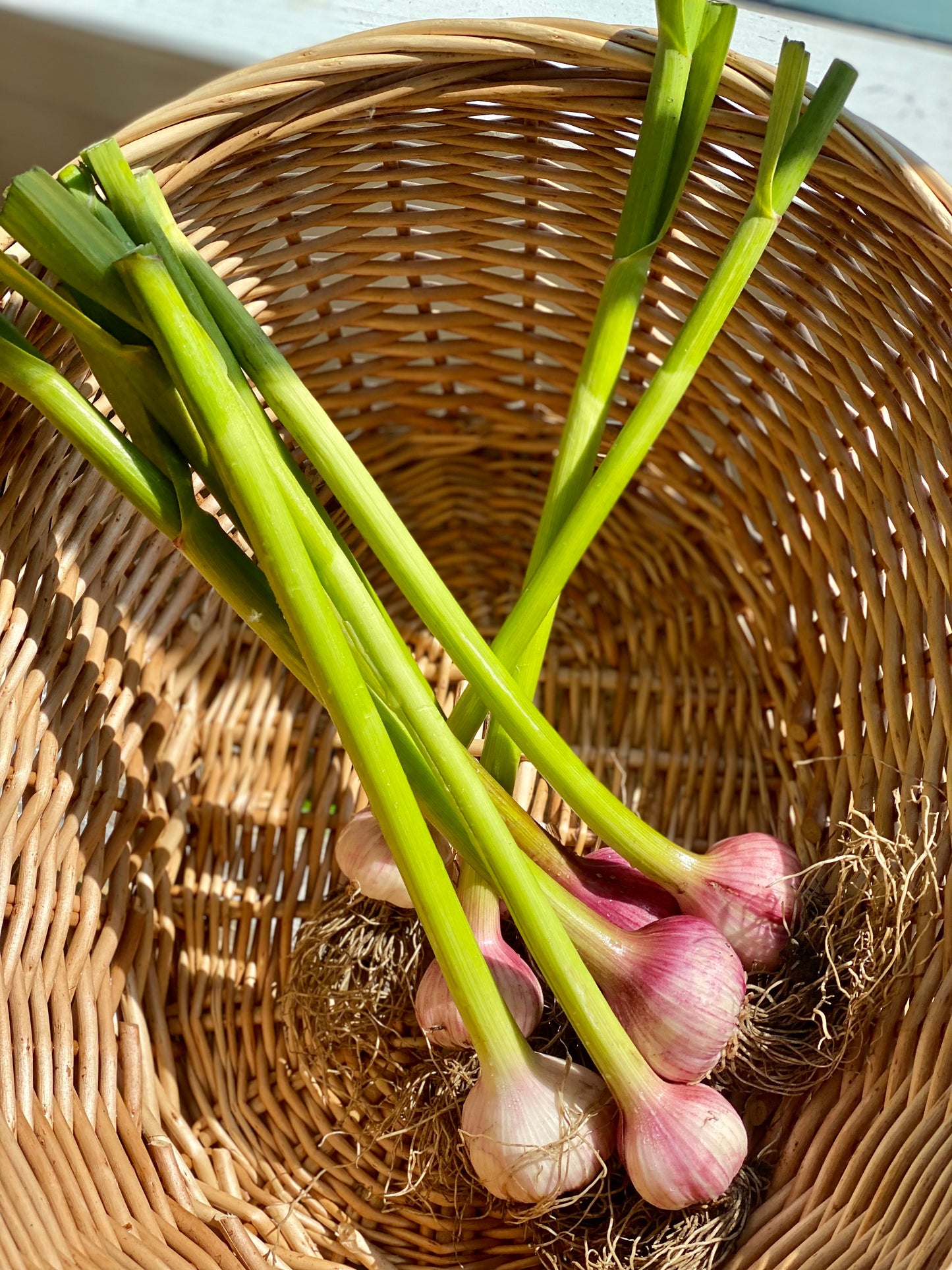 Organic Green Stem Garlic - UK