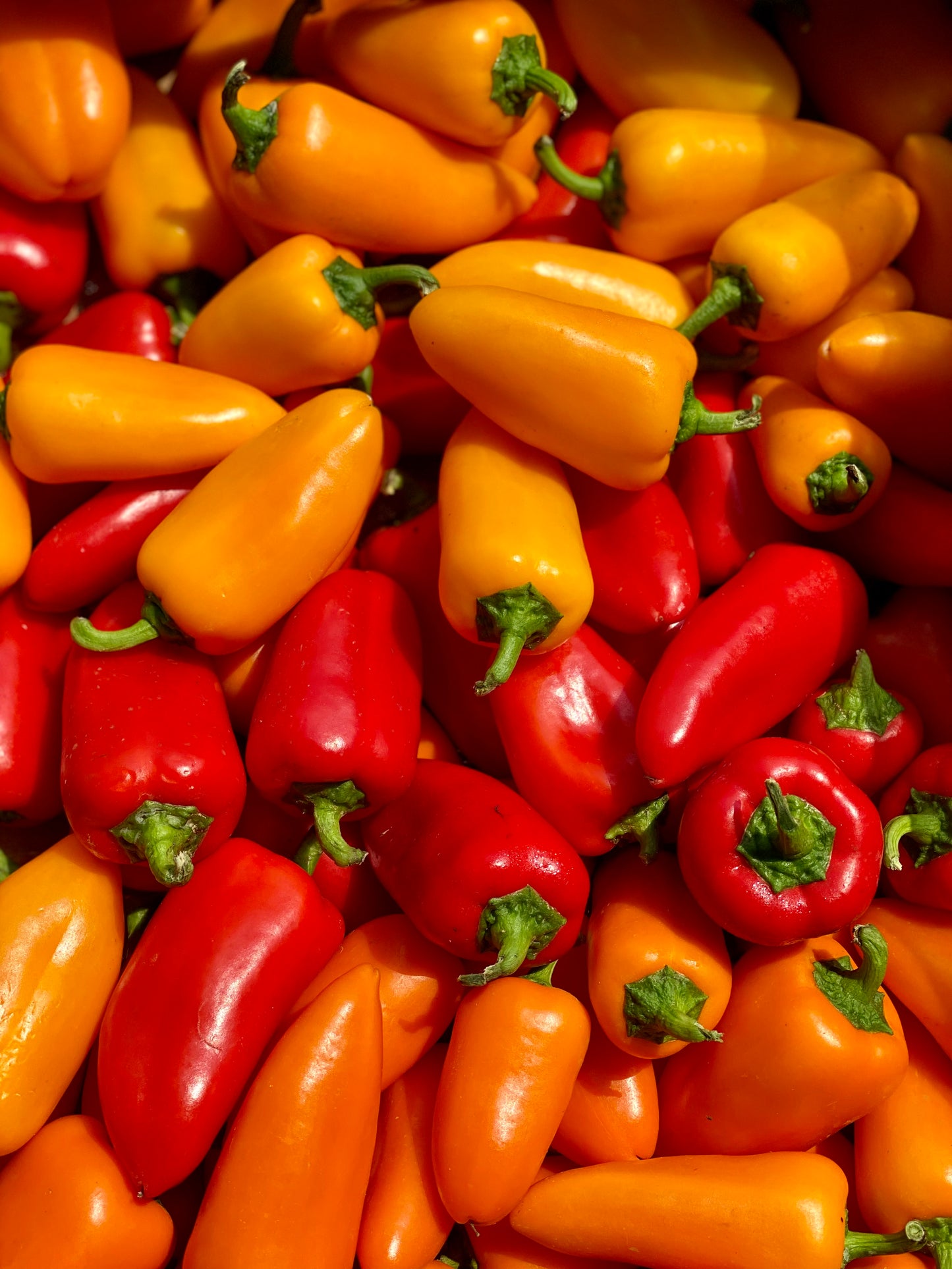 Organic Sweet Bite Peppers