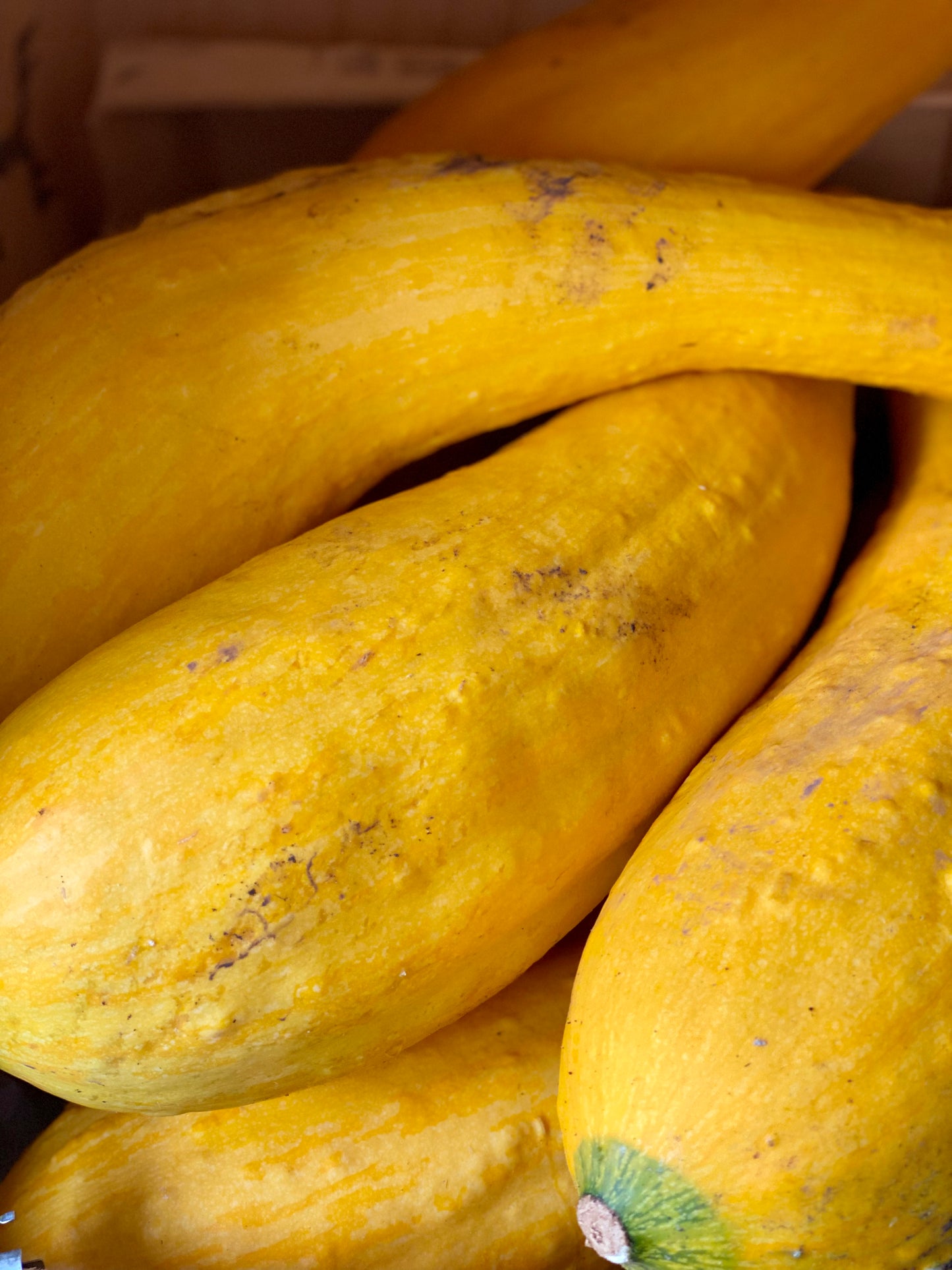 Organic Tromboncino Squash - UK