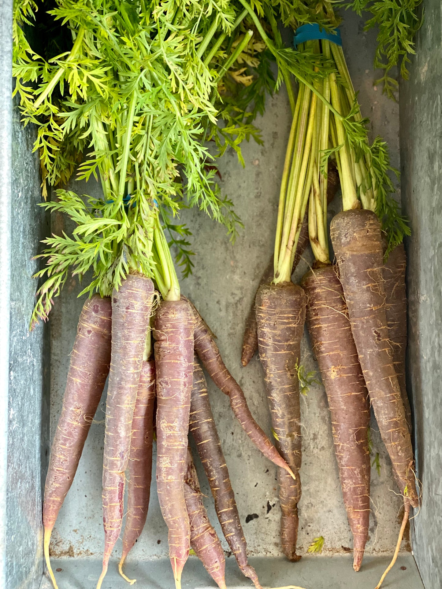 Organic Bunched Purple Carrots - UK