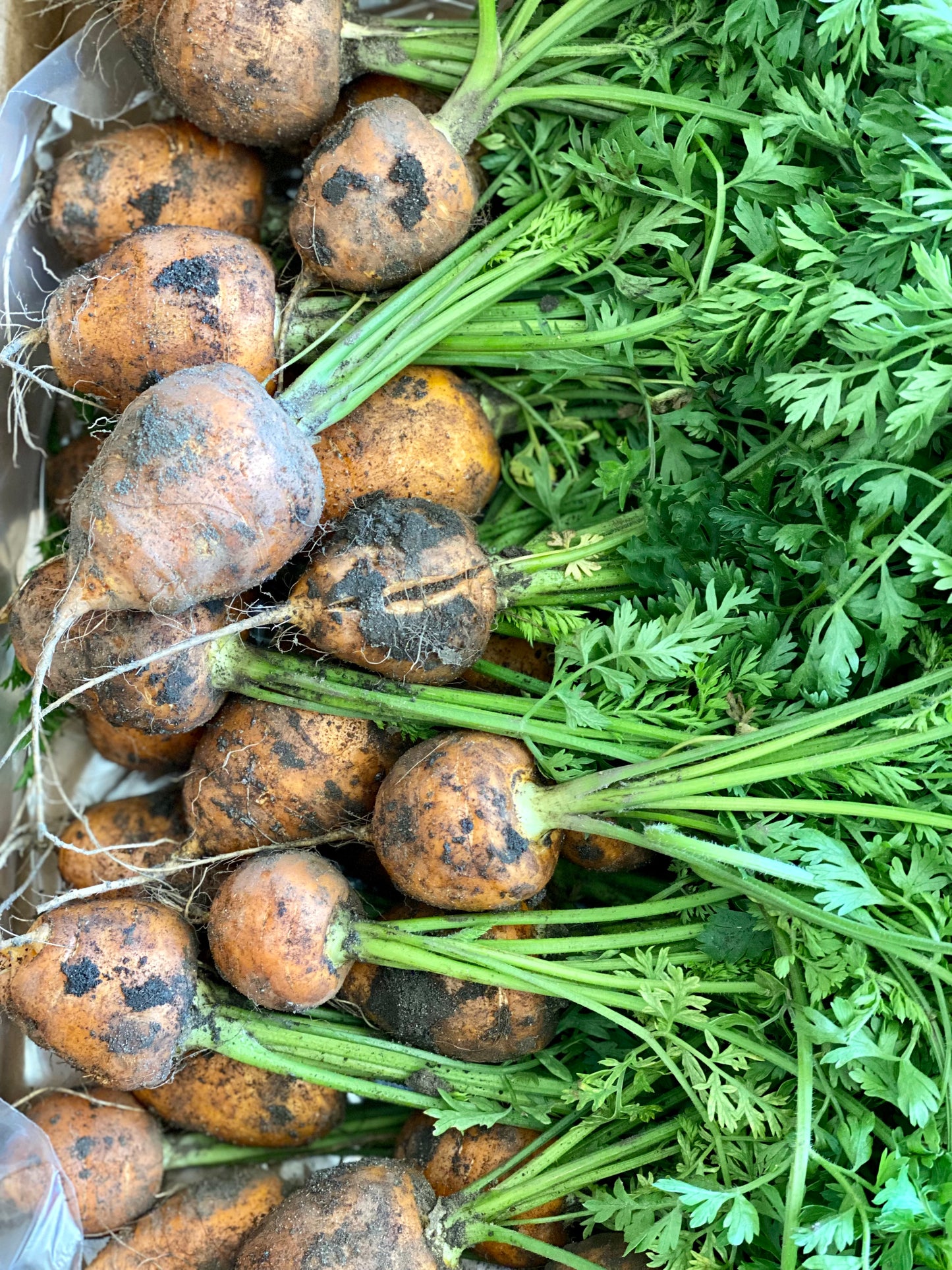 Organic Parisienne Carrots - UK