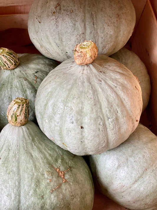 Organic Crown Prince Squash - UK