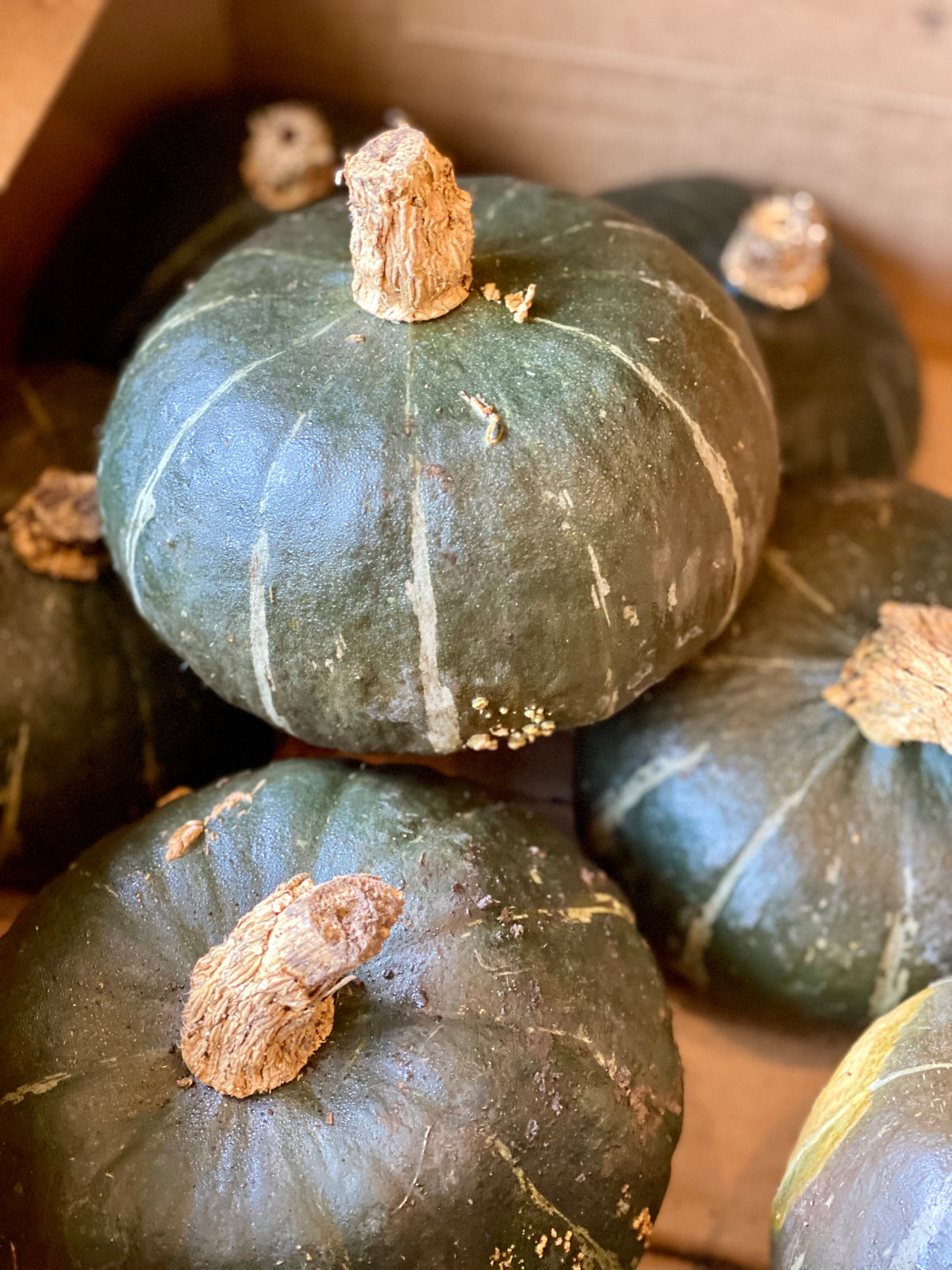 Organic Hokkaido Squash - UK