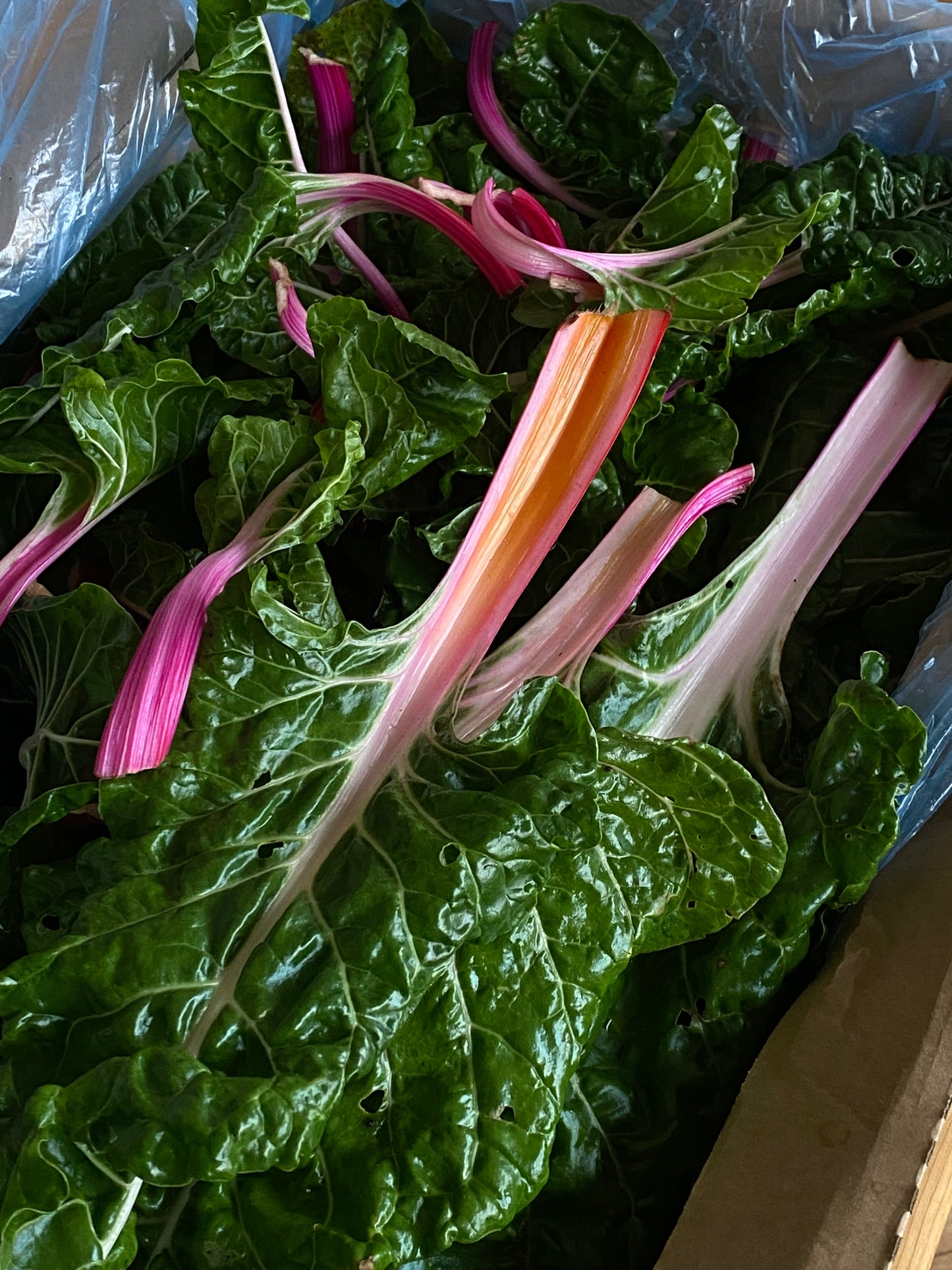Organic Firebird Chard - UK