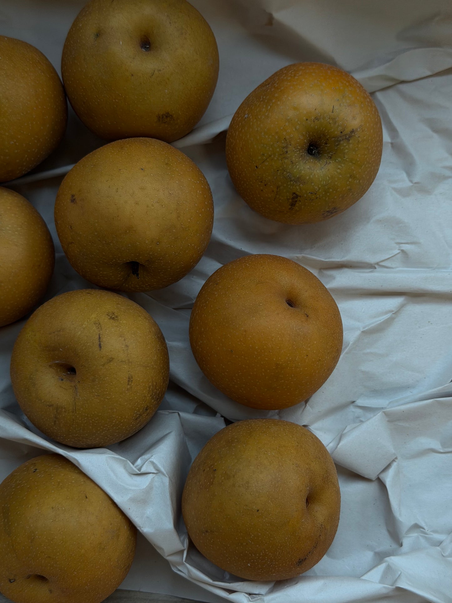 Organic Russet Apples - UK