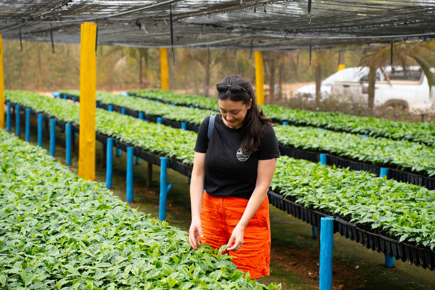 The Baron, Brazil: Single Origin Coffee Beans