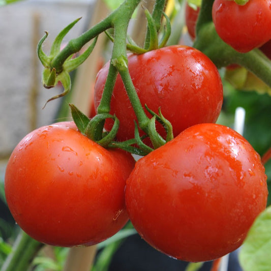 Organic Aisla Craig Tomato Plant