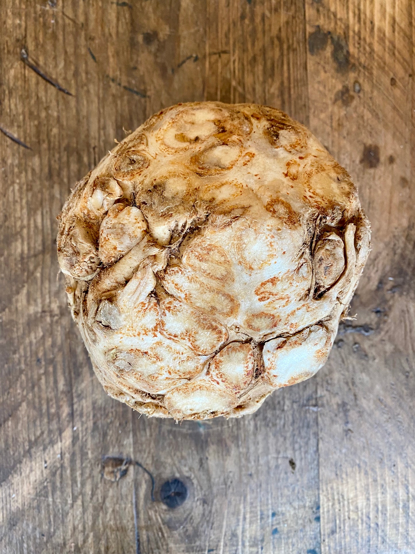 Organic Celeriac - UK