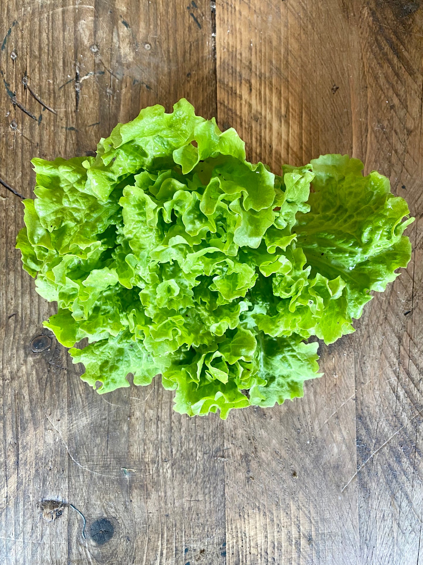 Organic Eduardo Crisp Lettuce
